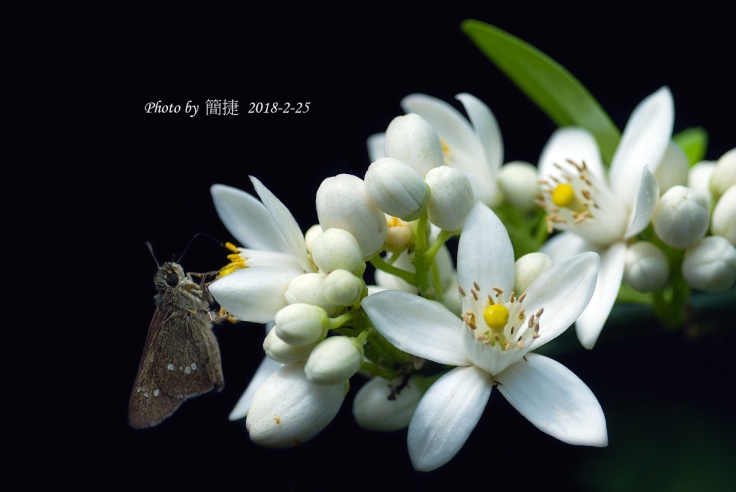 DSC_8575G,-紅江橙-(D200-&-70-180mm)-mmMMS,-2018-2-25.jpg